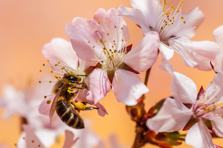 Abeilles.jpeg